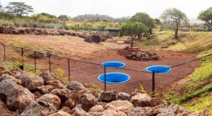 Jammin Jungle Oahu Dog Park