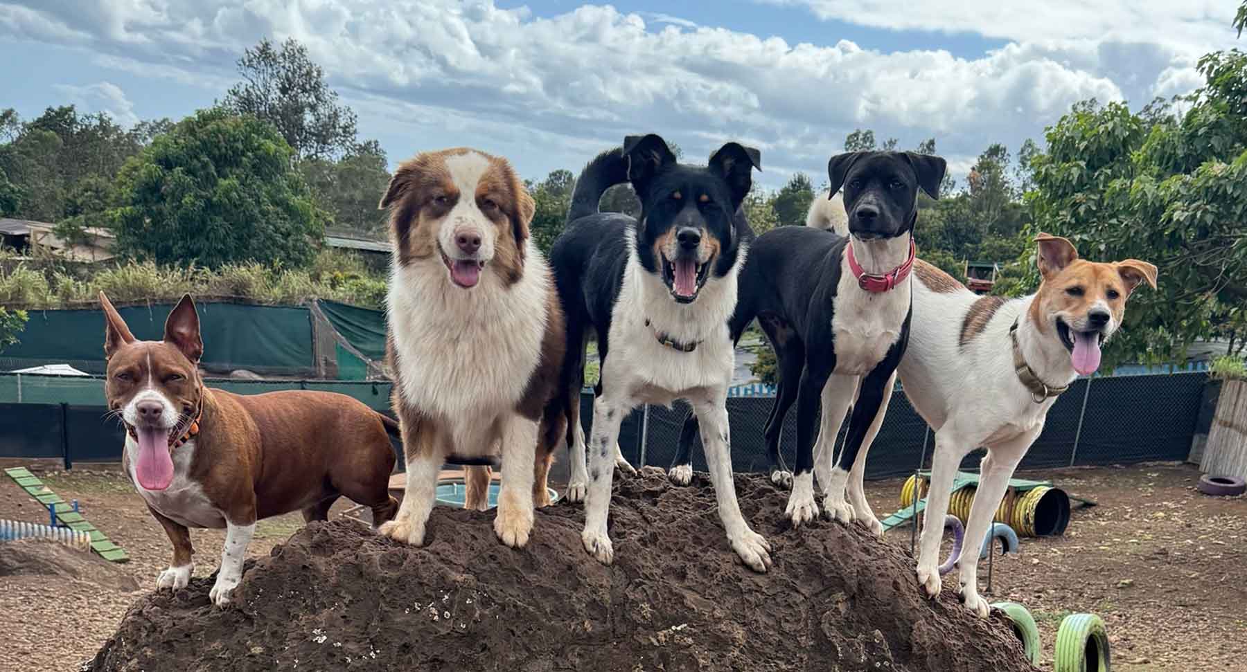 All Dogs Love Kamaaina K9