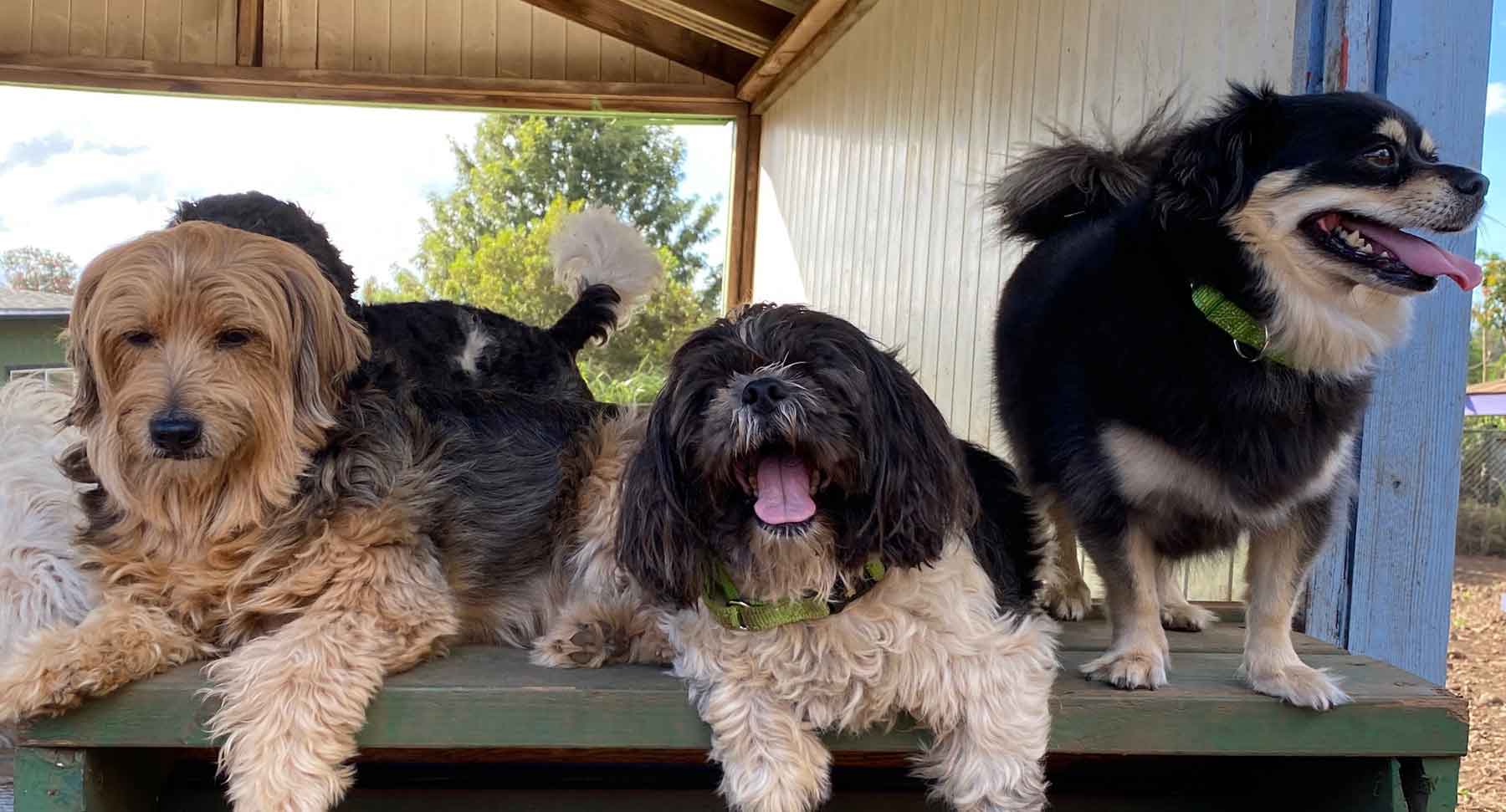 Dog Have Fun Together at Kamaaina K9