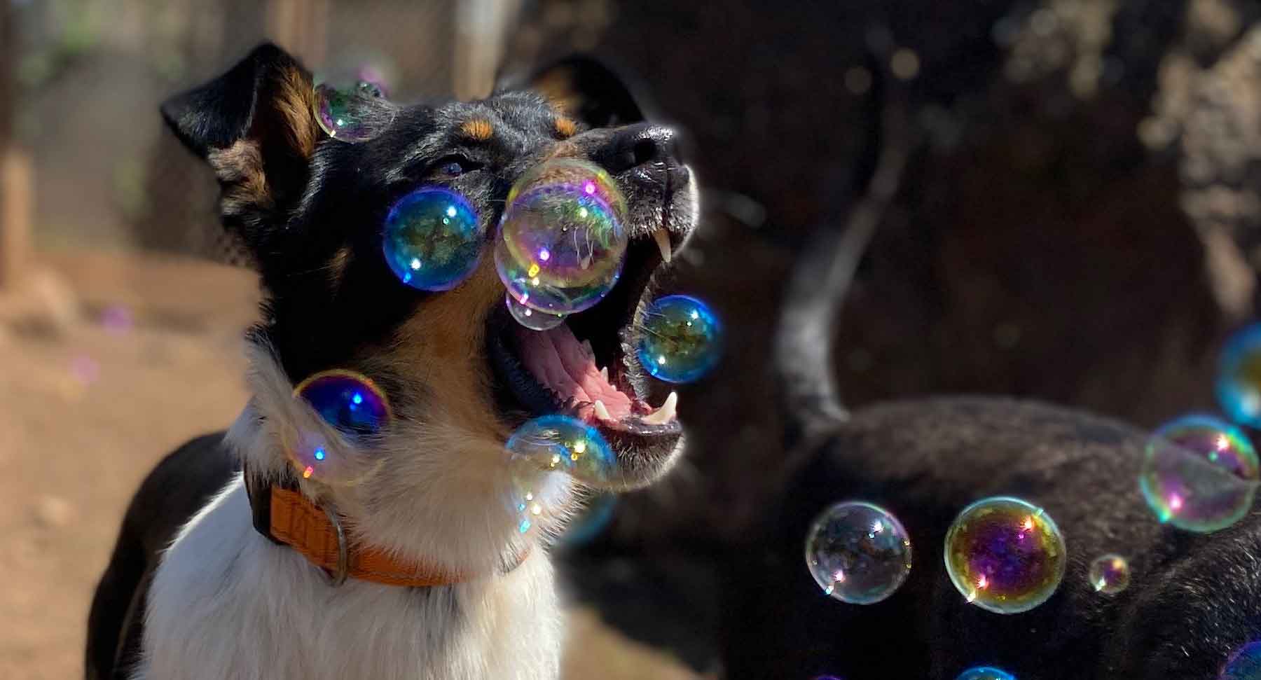 Dog Having Fun at Bubble Play