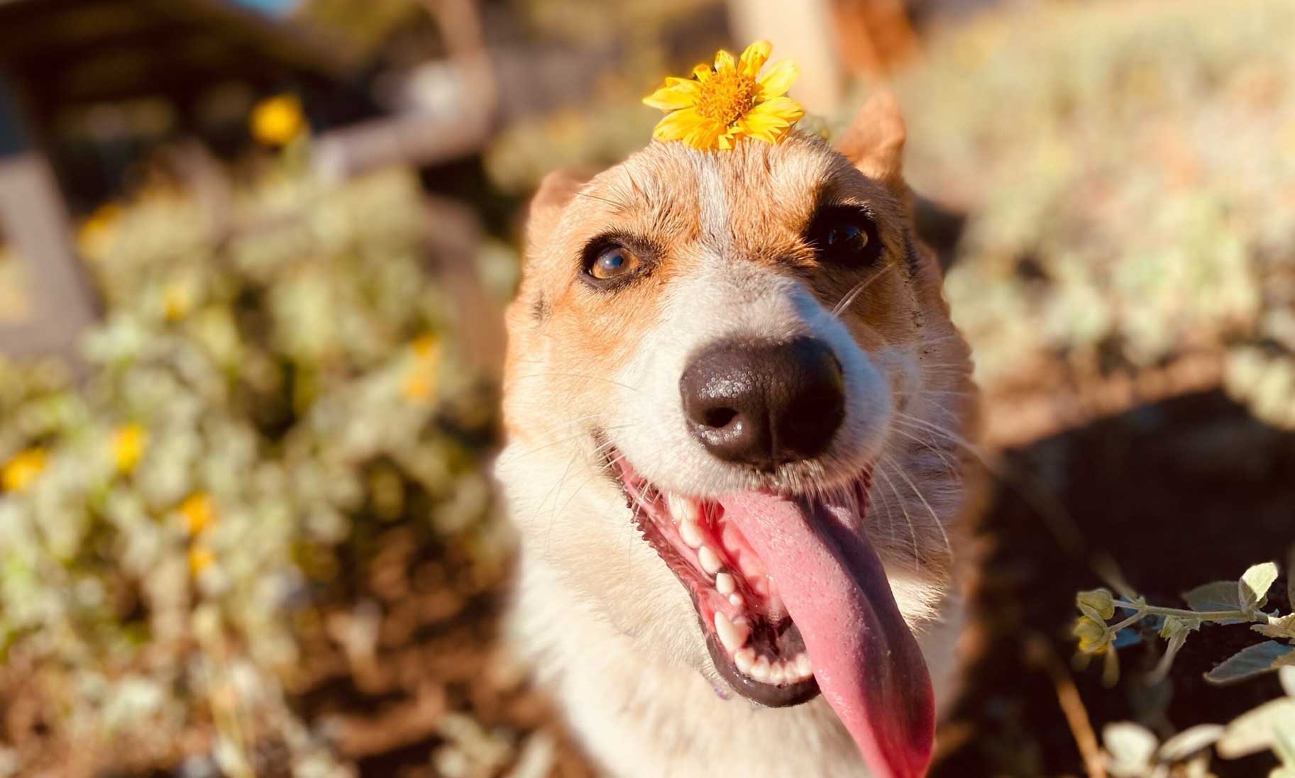 Dog Having Fun at Day Care