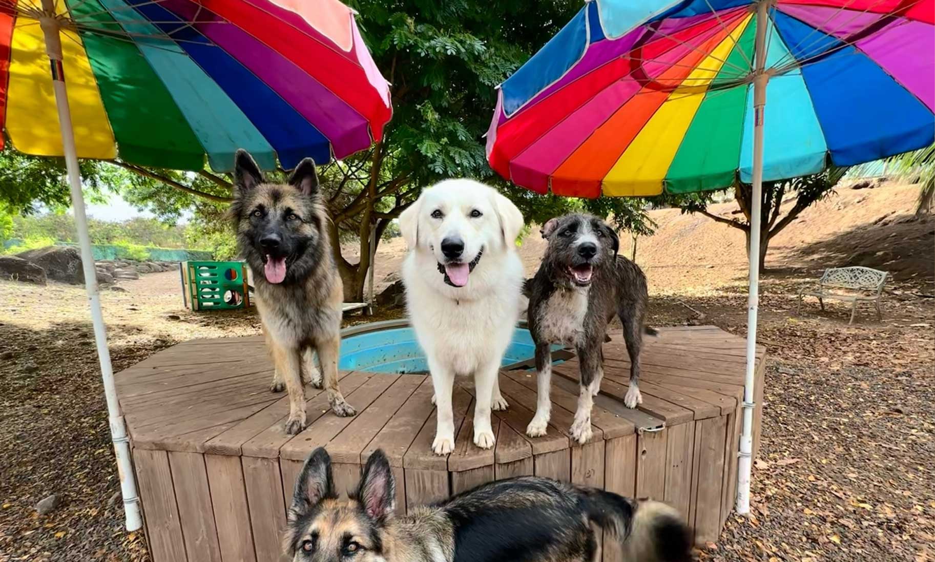 Doggie Day Care on Oahu