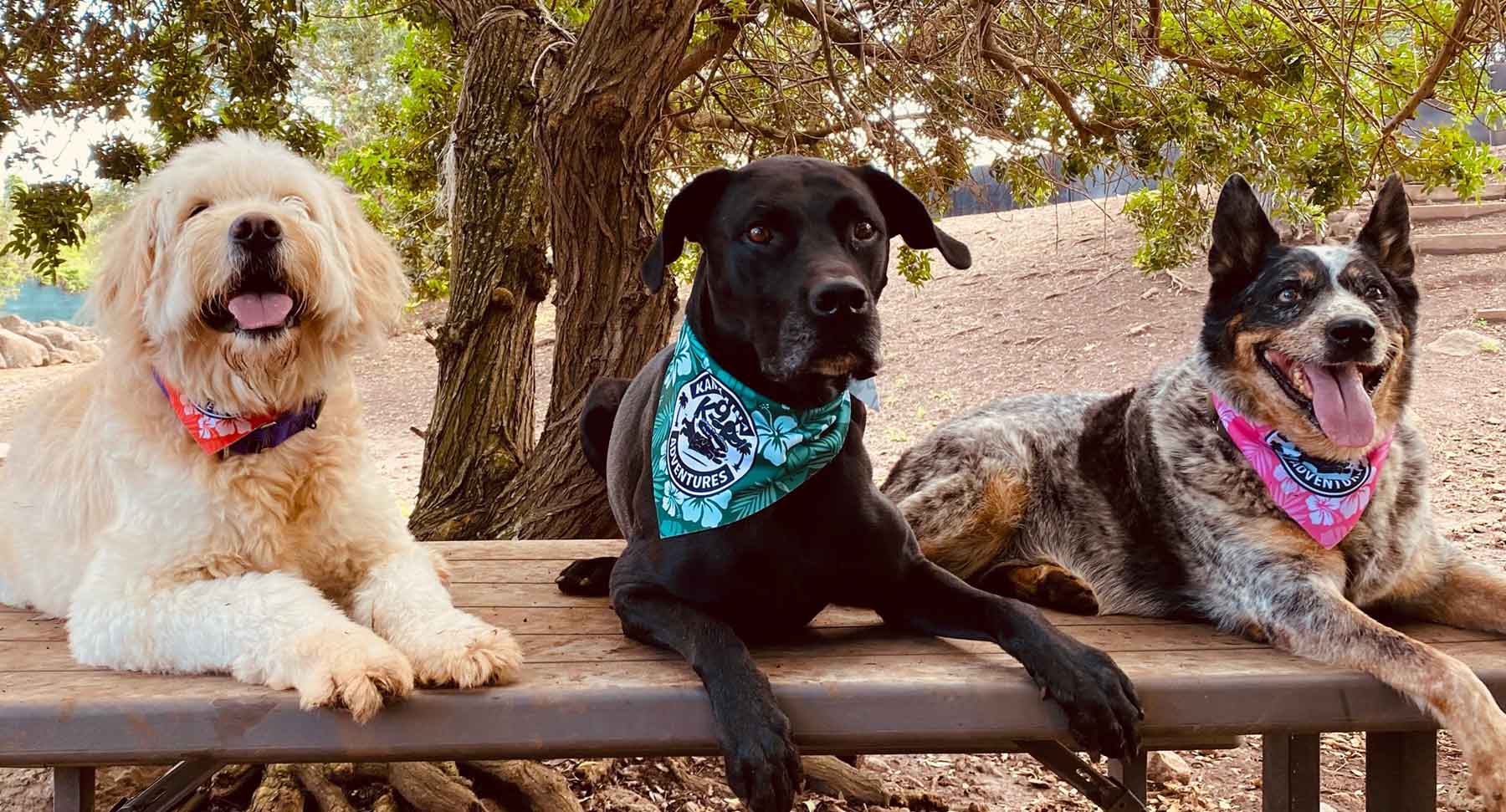 Extended Dog Care on Oahu