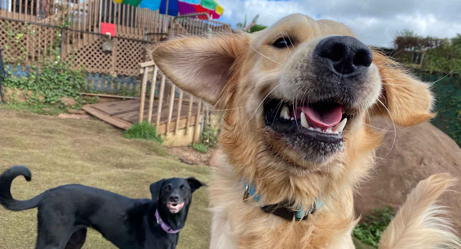 Happy Hawaii Dogs