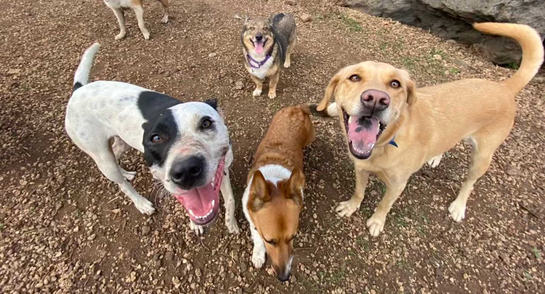Hawaii Dogs Having Fun