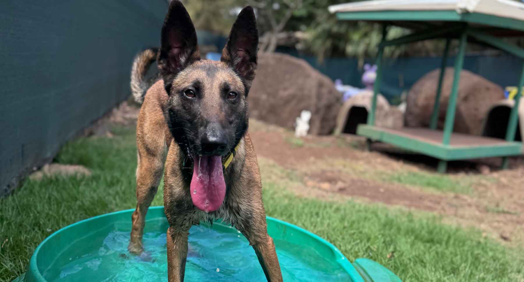 Hawaii Dogs Like to Chill Out