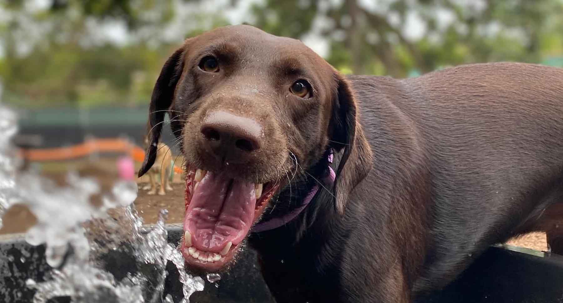 Hawaii Dogs Love to Play in the Water