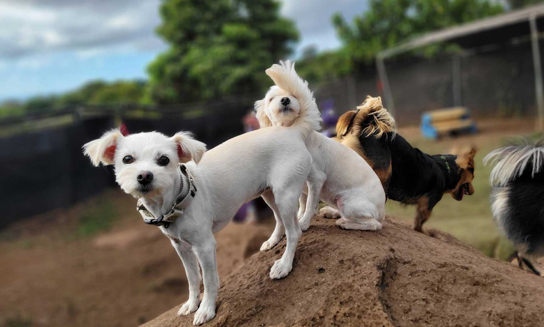 Hawaii Dog Boarding