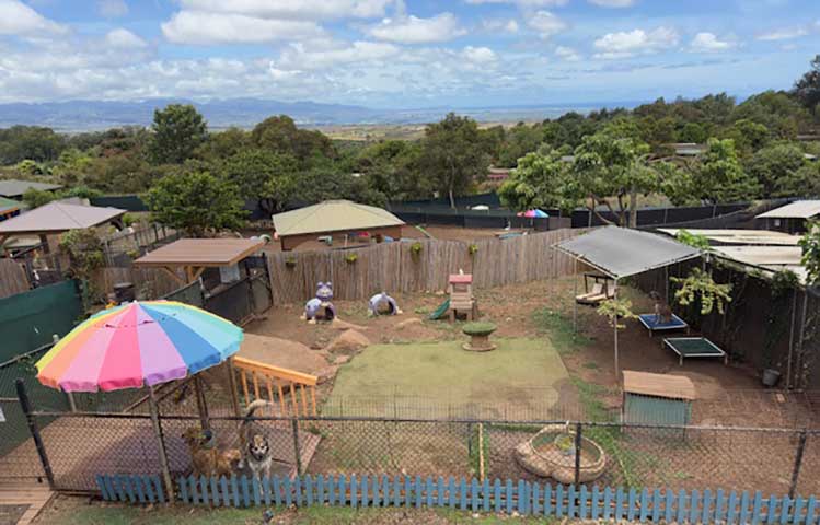Menehune Meadows Dog Play Area