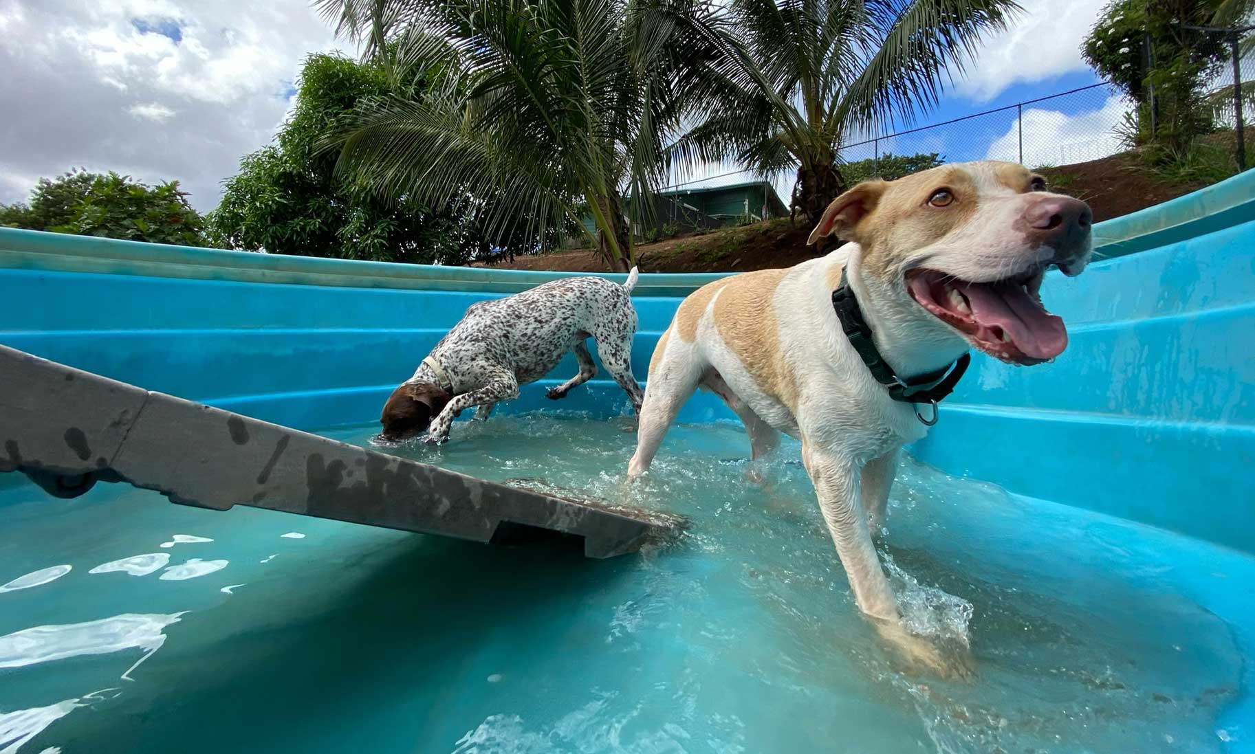 Oahu Dog Boarding