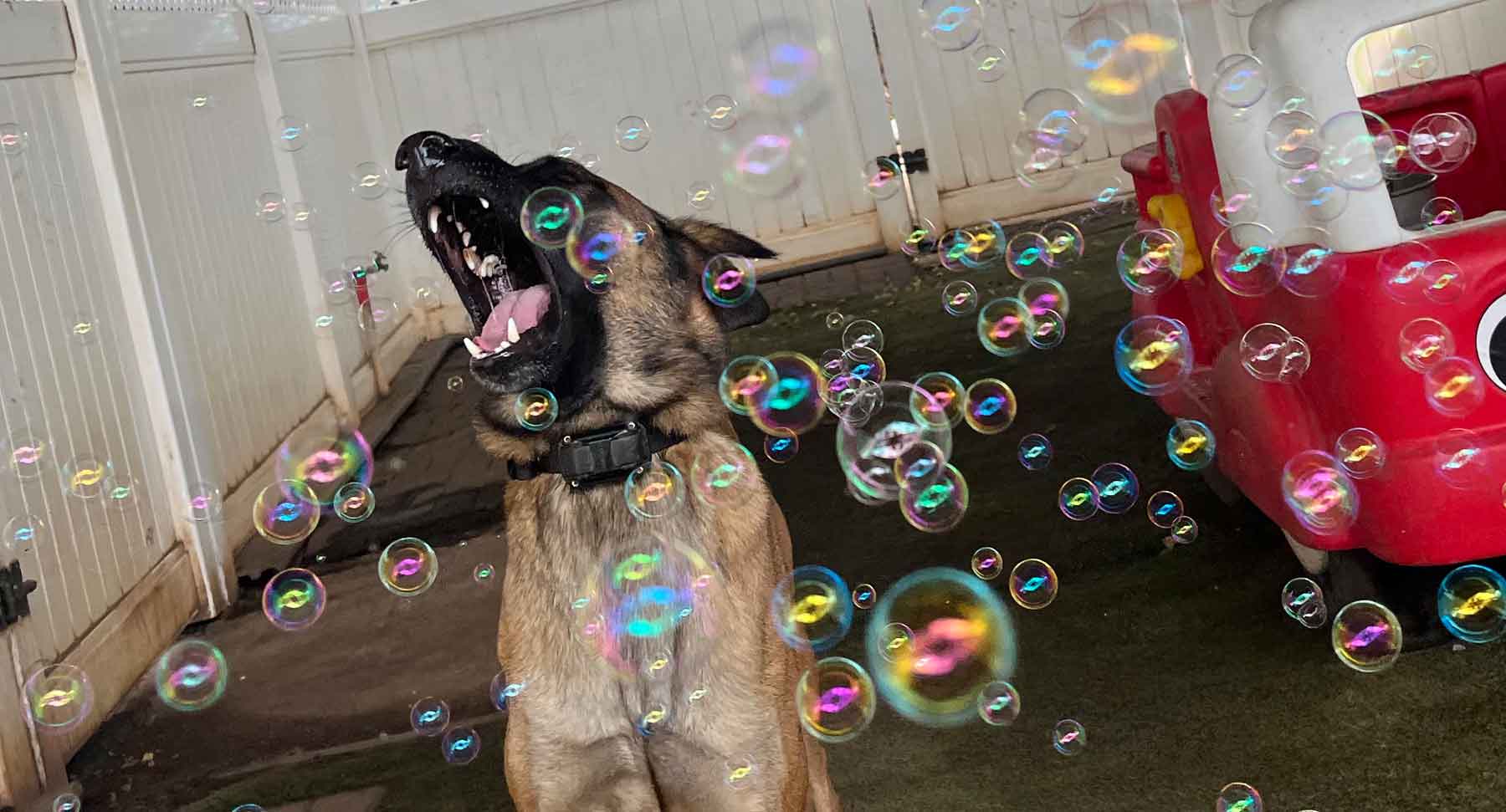 Oahu Dogs Love to Chase and Play