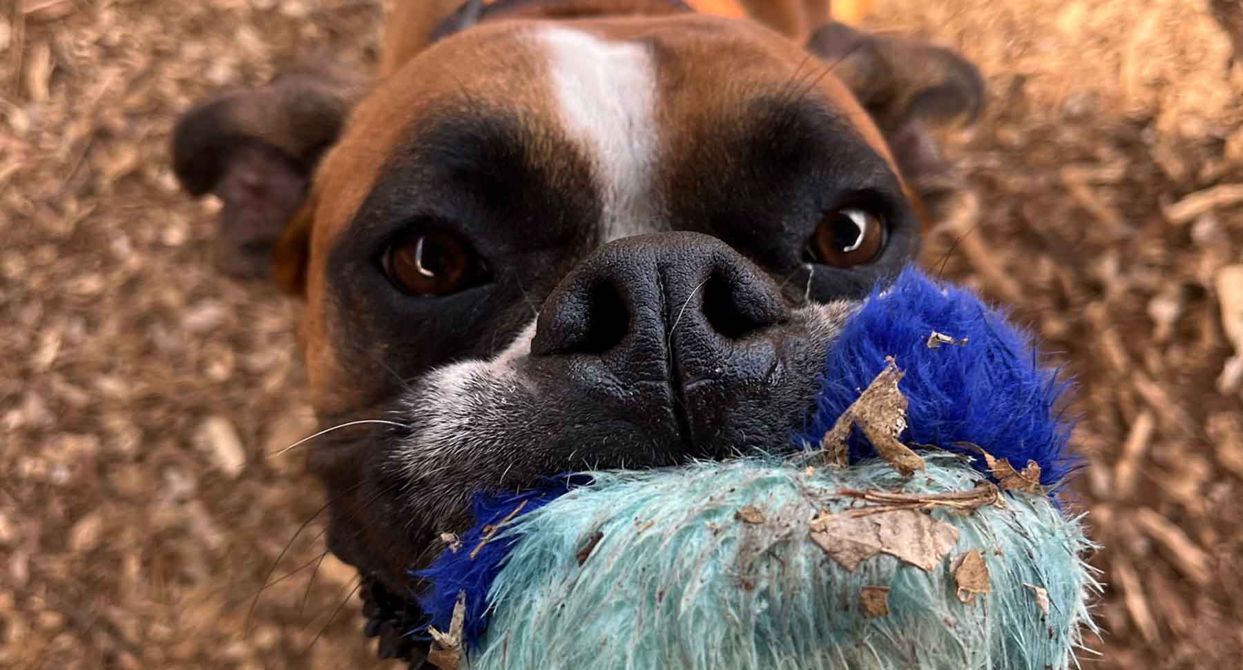 Oahu K9 Day Care