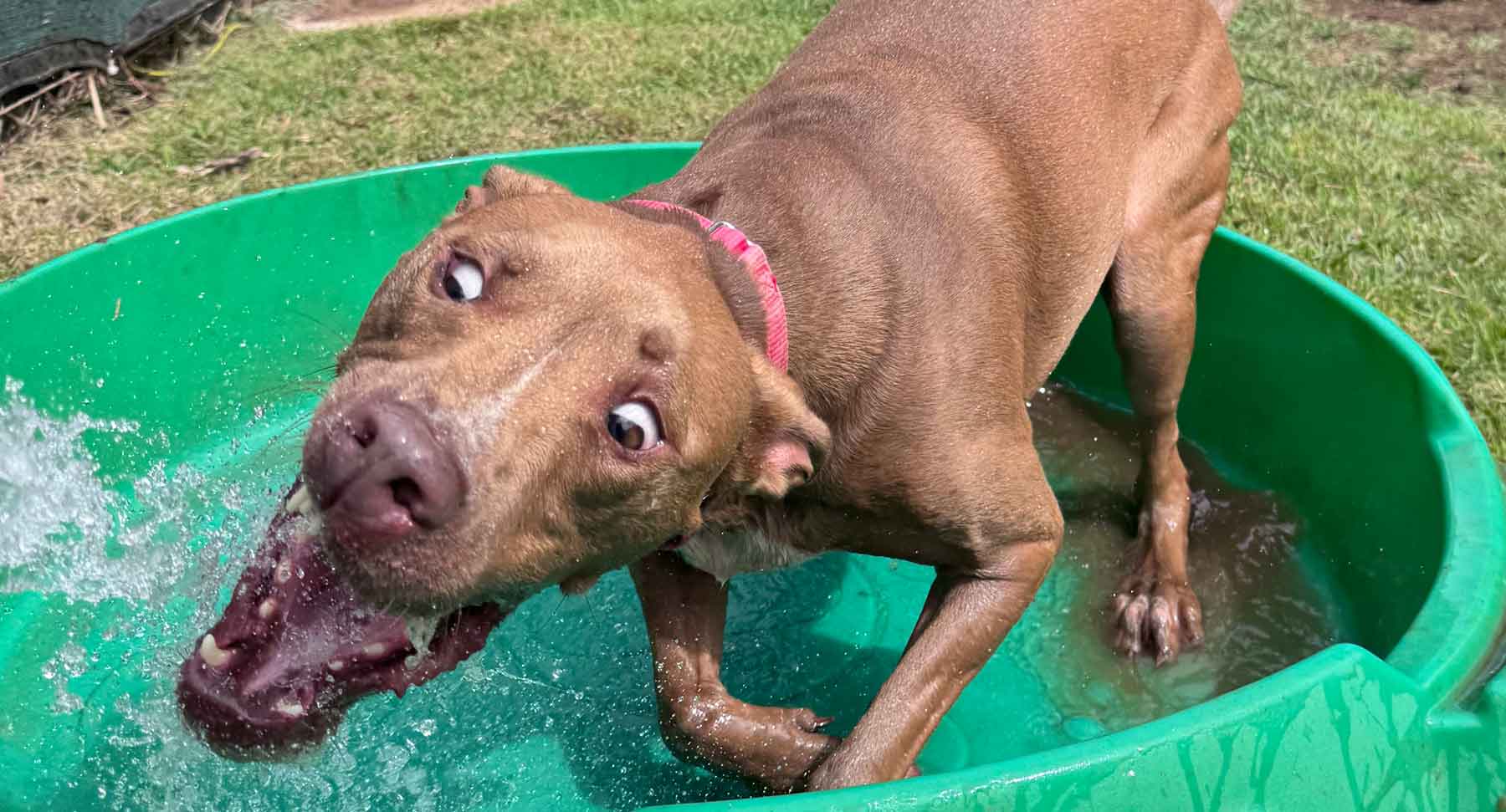 Water Play at Kamaaina Doggie Day Care